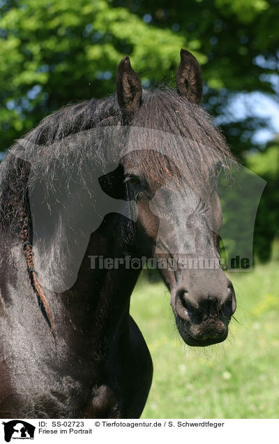Friese im Portrait / Friesian Horse Portrait / SS-02723