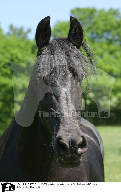 Friese im Portrait / Friesian Horse Portrait / SS-02735