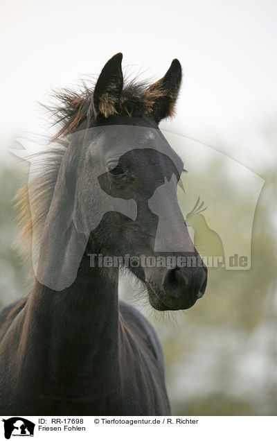 Friesen Fohlen / Friesian Horse Foal / RR-17698