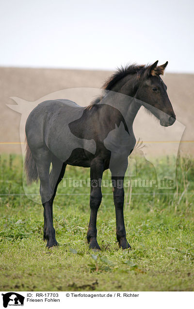 Friesen Fohlen / Friesian Horse Foal / RR-17703