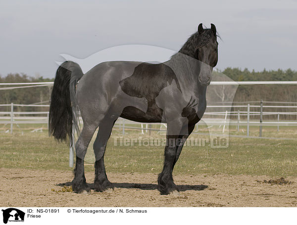Friese / Frisian horse / NS-01891