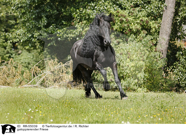 galoppierender Friese / galloping Friesian Horse / RR-55039