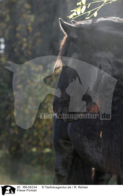 Friese Portrait / Friesian horse portrait / RR-58334