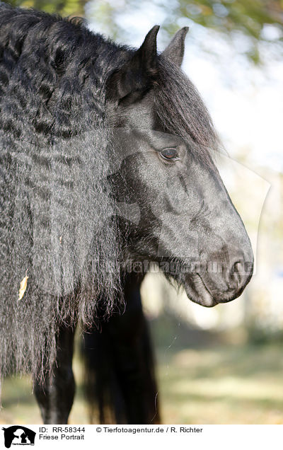 Friese Portrait / Friesian horse portrait / RR-58344