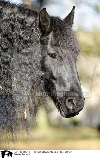 Friese Portrait / Friesian horse portrait / RR-58346
