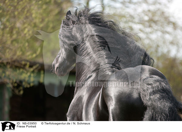 Friese Portrait / Friesian horse portrait / NS-03950