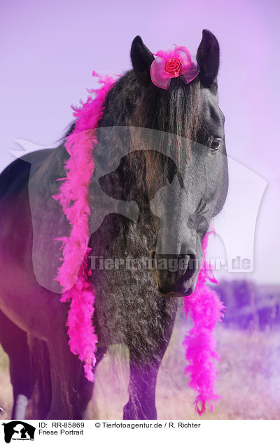 Friese Portrait / Friesian Horse Portrait / RR-85869