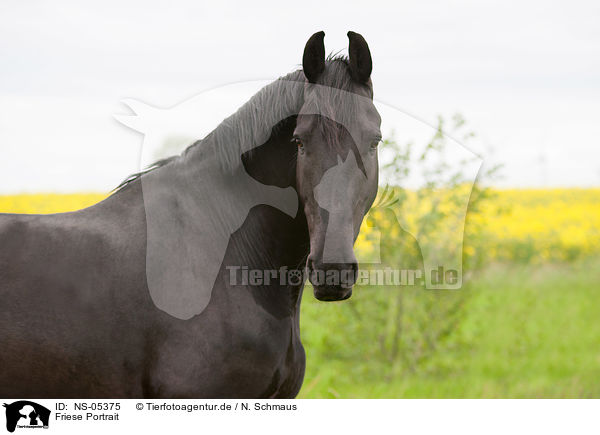 Friese Portrait / Friesian horse portrait / NS-05375