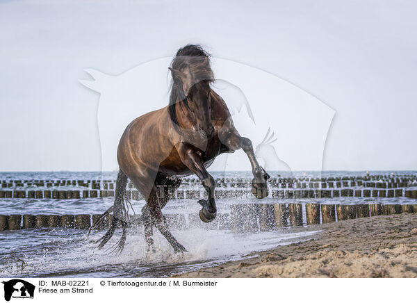 Friese am Strand / Frisian Horse at the beach / MAB-02221