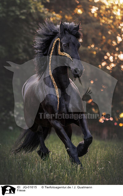 Friese / Frisian horse / JQ-01615
