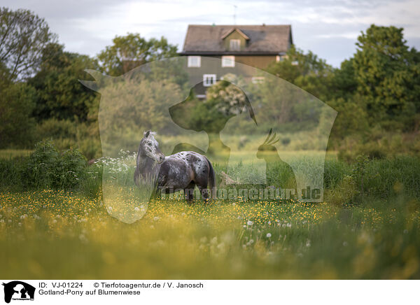Gotland-Pony auf Blumenwiese / VJ-01224