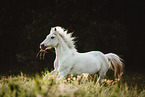 Gotland-Pony auf Blumenwiese
