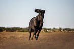 rennendes Gotland-Pony