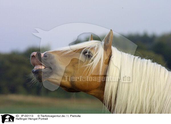 Haflinger Hengst Portrait / IP-00113