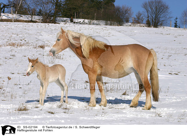 Haflingerstute mit Fohlen / Haflinger horse mare with foal / SS-02194