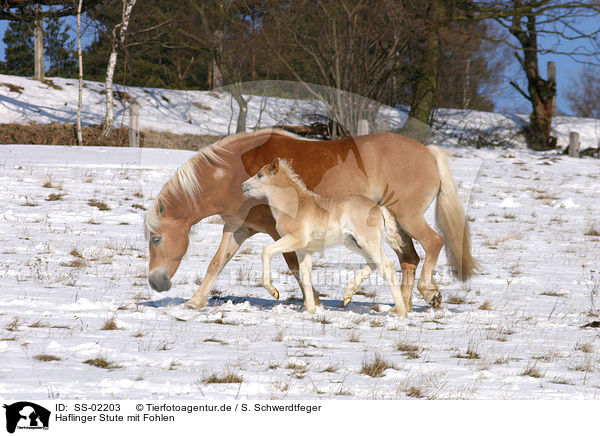 Haflinger Stute mit Fohlen / Haflinger horse mare with foal / SS-02203