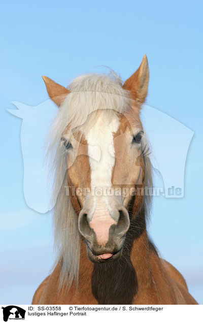 lustiges Haflinger Portrait / funny Haflinger horse portrait / SS-03558