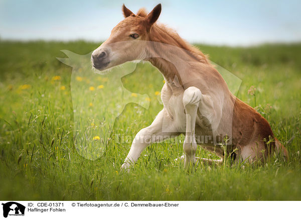 Haflinger Fohlen / Haflinger horse foal / CDE-01371
