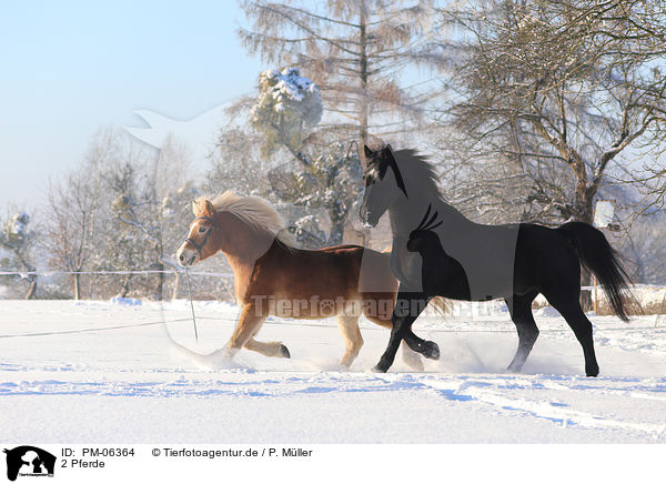 2 Pferde / PM-06364
