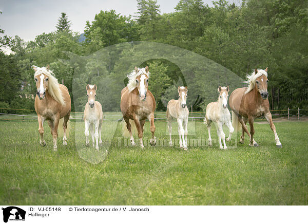 Haflinger / Haflinger horses / VJ-05148