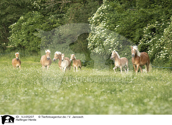 Haflinger Herde / VJ-05207