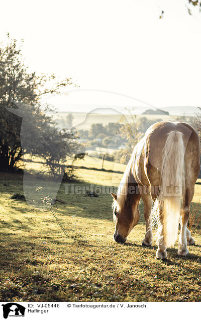 Haflinger / Haflinger / VJ-05446