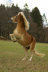 Haflinger steigt auf Kommando