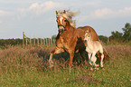 Haflinger Stute mit Fohlen