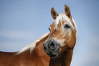 Haflinger Portrait