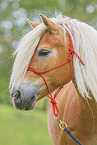 Haflinger Portrait