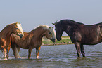 3 Pferde
