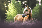 Haflinger Stute