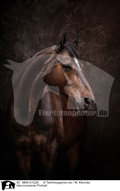 Hannoveraner Portrait / Hanoverian Horse Portrait / MAK-01228