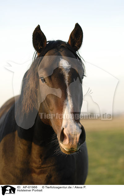 Holsteiner Portrait / horse portrait / AP-01966