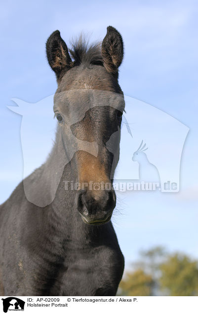 Holsteiner Portrait / horse portrait / AP-02009