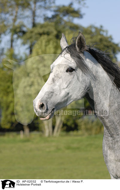 Holsteiner Portrait / horse portrait / AP-02032