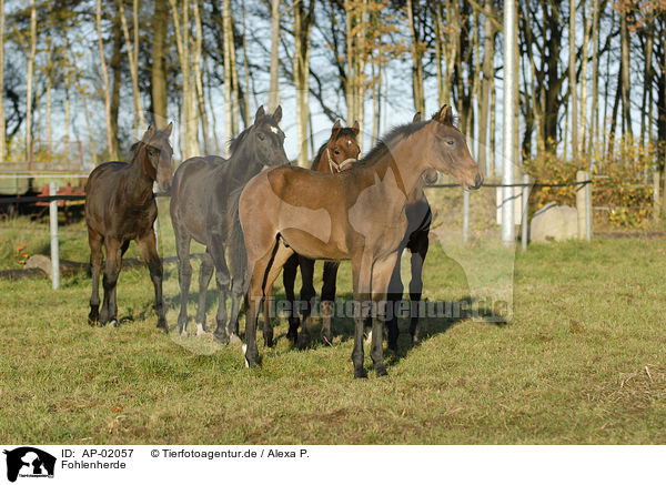 Fohlenherde / herd of horse foals / AP-02057