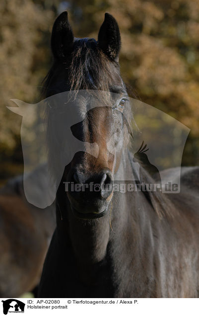 Holsteiner portrait / horse portrait / AP-02080