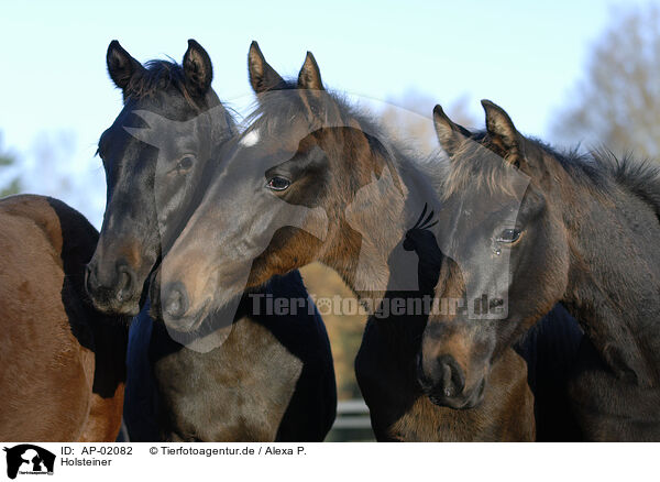 Holsteiner / horses / AP-02082