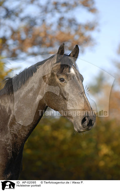 Holsteiner portrait / horse portrait / AP-02095