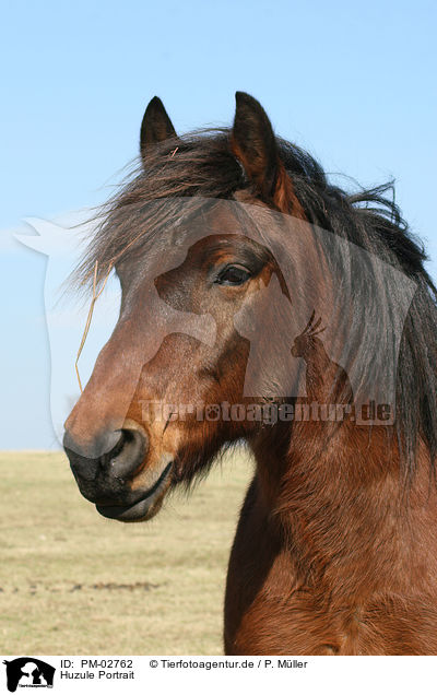 Huzule Portrait / Carpathian pony Portrait / PM-02762