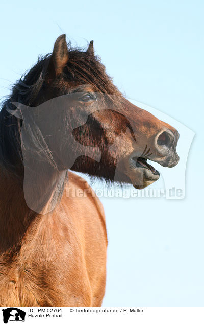Huzule Portrait / Carpathian pony Portrait / PM-02764