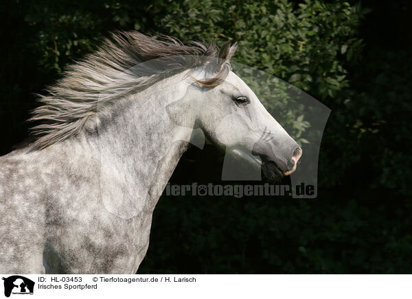 Irisches Sportpferd / Irish Sport Horse / HL-03453