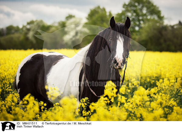 Irish Tinker Wallach / Irish Tinker gelding / MM-01511