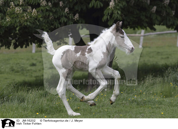 Irish Tinker Fohlen / Irish Tinker foal / JM-16202