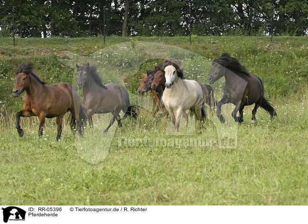 Pferdeherde / herd of horses / RR-05396