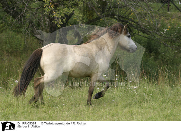 Irlnder in Aktion / running horse / RR-05397