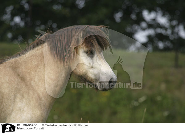 Islandpony Portrait / Icelandic horse Portrait / RR-05400