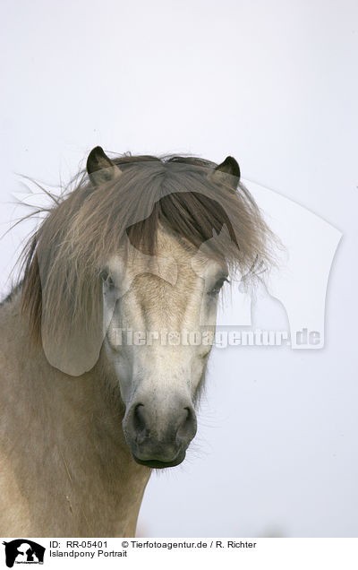 Islandpony Portrait / Icelandic horse Portrait / RR-05401