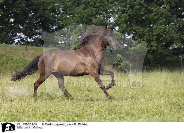 Islnder im Galopp / running horse / RR-05408